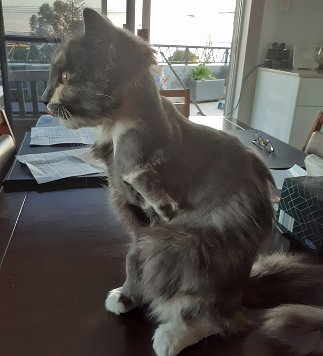 portia with amputated leg